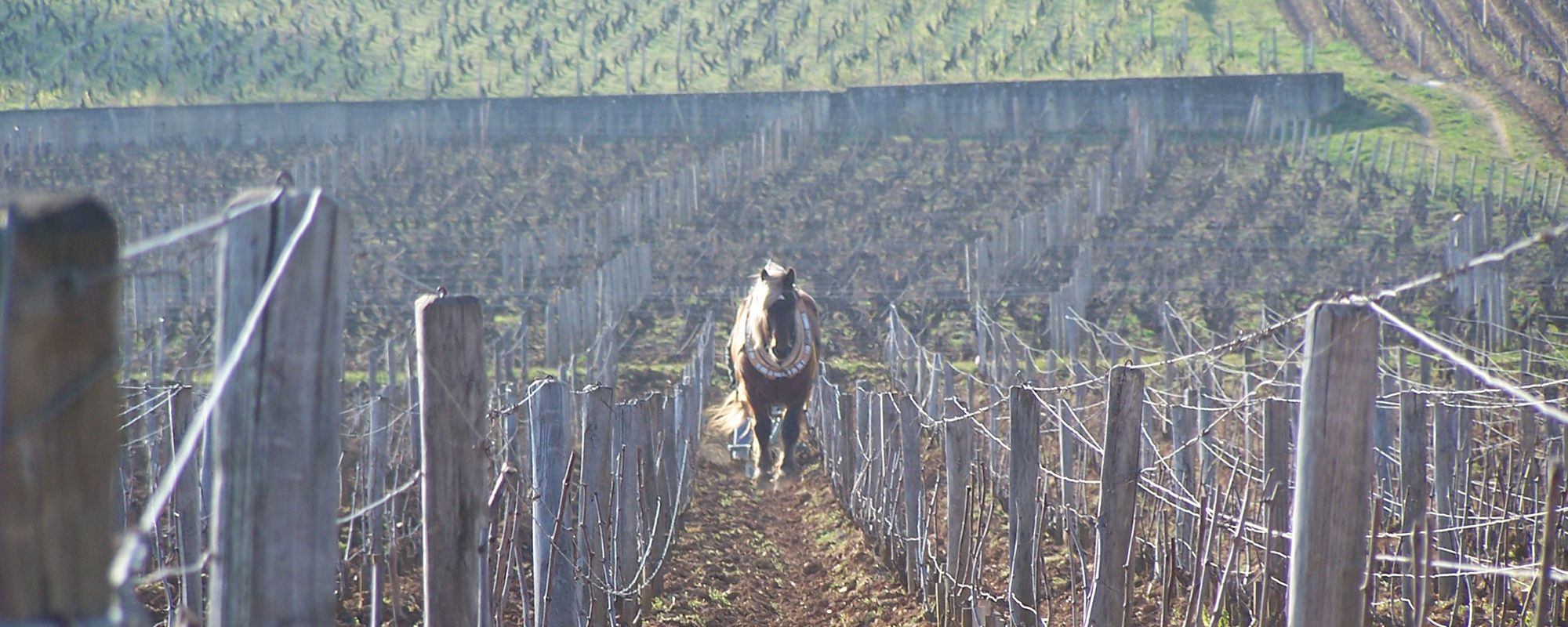 Entretien de la vigne - cheval