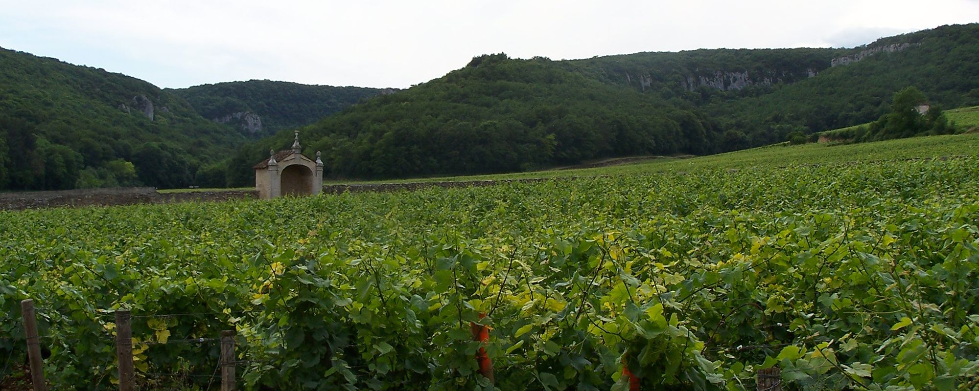 Vignes de bourgogne