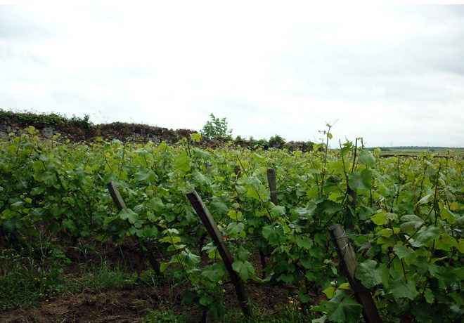 Domaine des Roches neuves